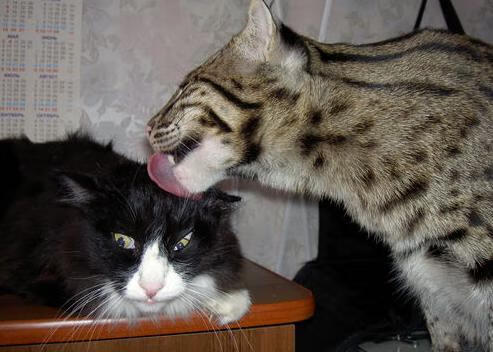 开云APP下载-体育产业发展与高校体育人才培养对接机制,我国体育人才的培养模式