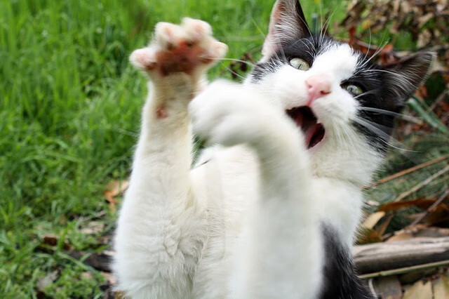 -国足进攻端效率对比分析,国足进球数