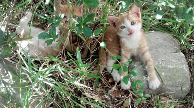 -年度最佳进球：五大联赛中最炫目的射门盘点，五大联赛射门次数榜