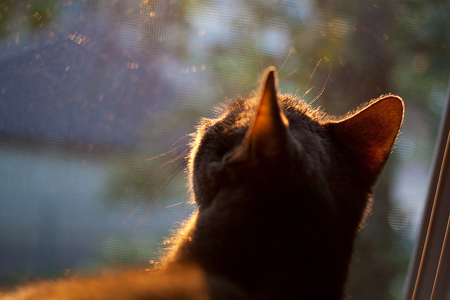 下载开云-智能体育场馆预约系统设计与用户体验分析，体育馆场地预约管理系统代码设计