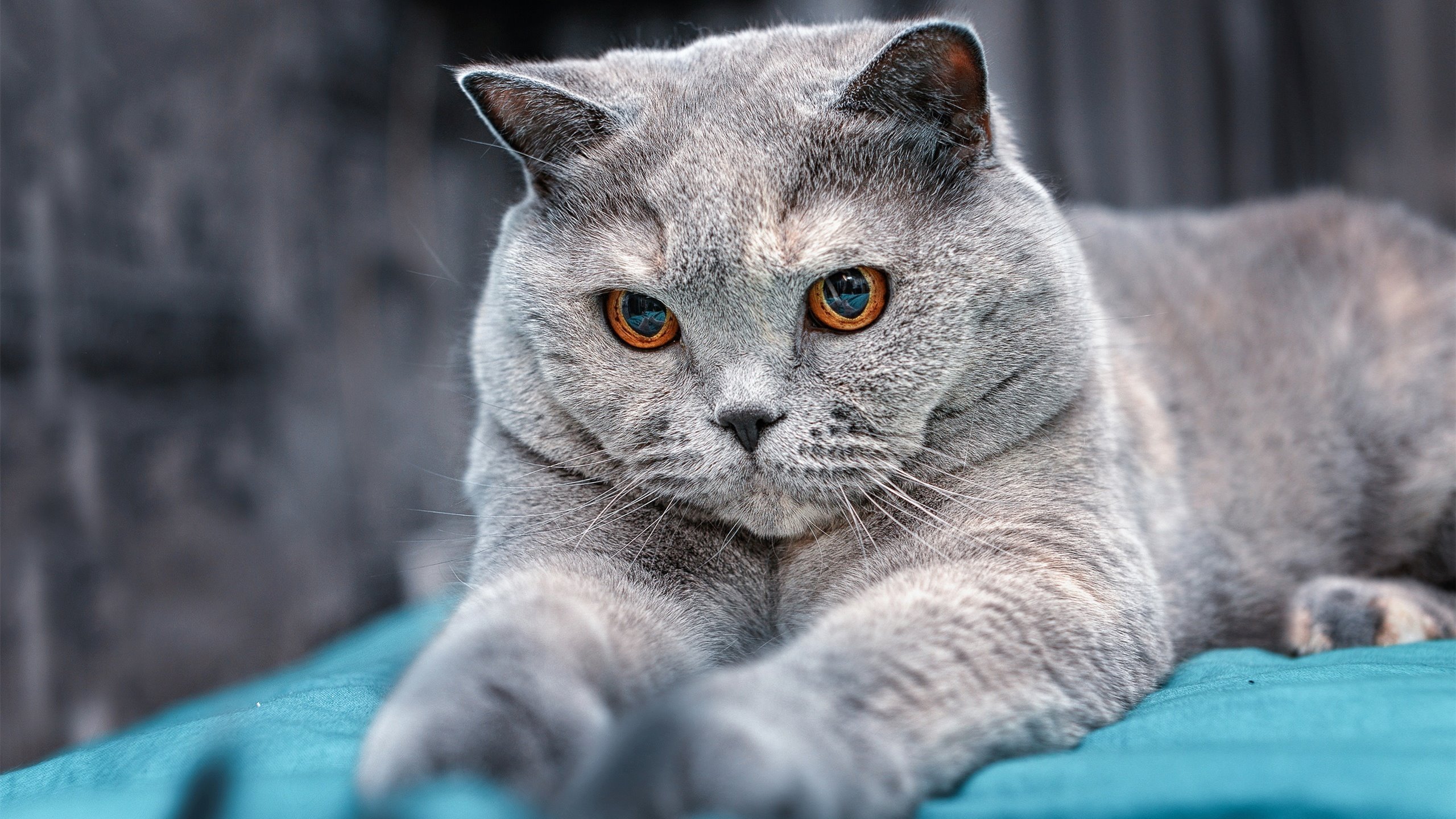 开云体育官网-校园体育场馆智能维护及节能管理研究,学校体育场馆运营管理方案