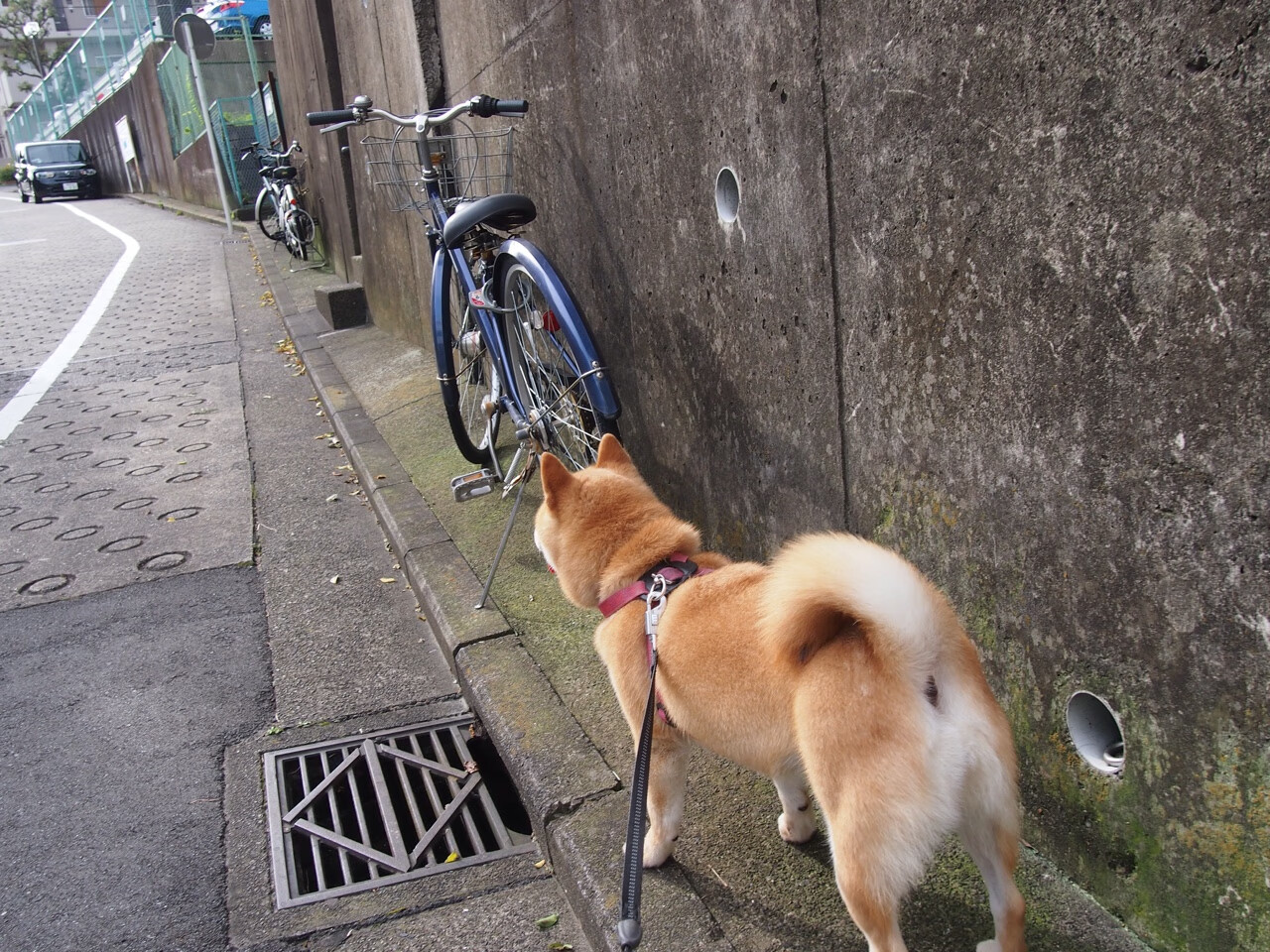 kaiyun-高校运动员心理健康维护机制及干预措施研究,运动员心理干预的模式和策略