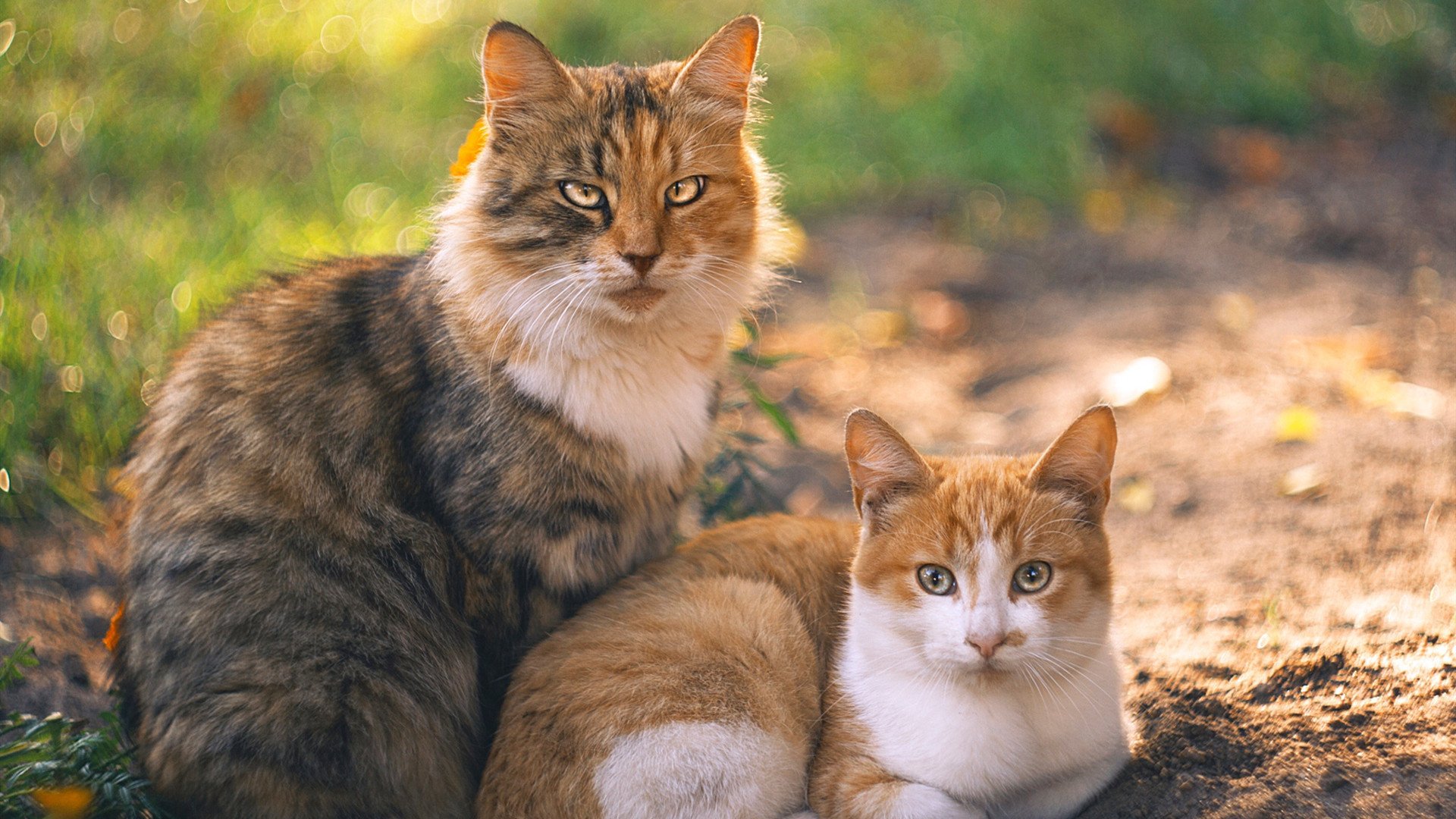 kaiyun app download-“牛仔3K亲子跑:香港的温馨跑步体验”