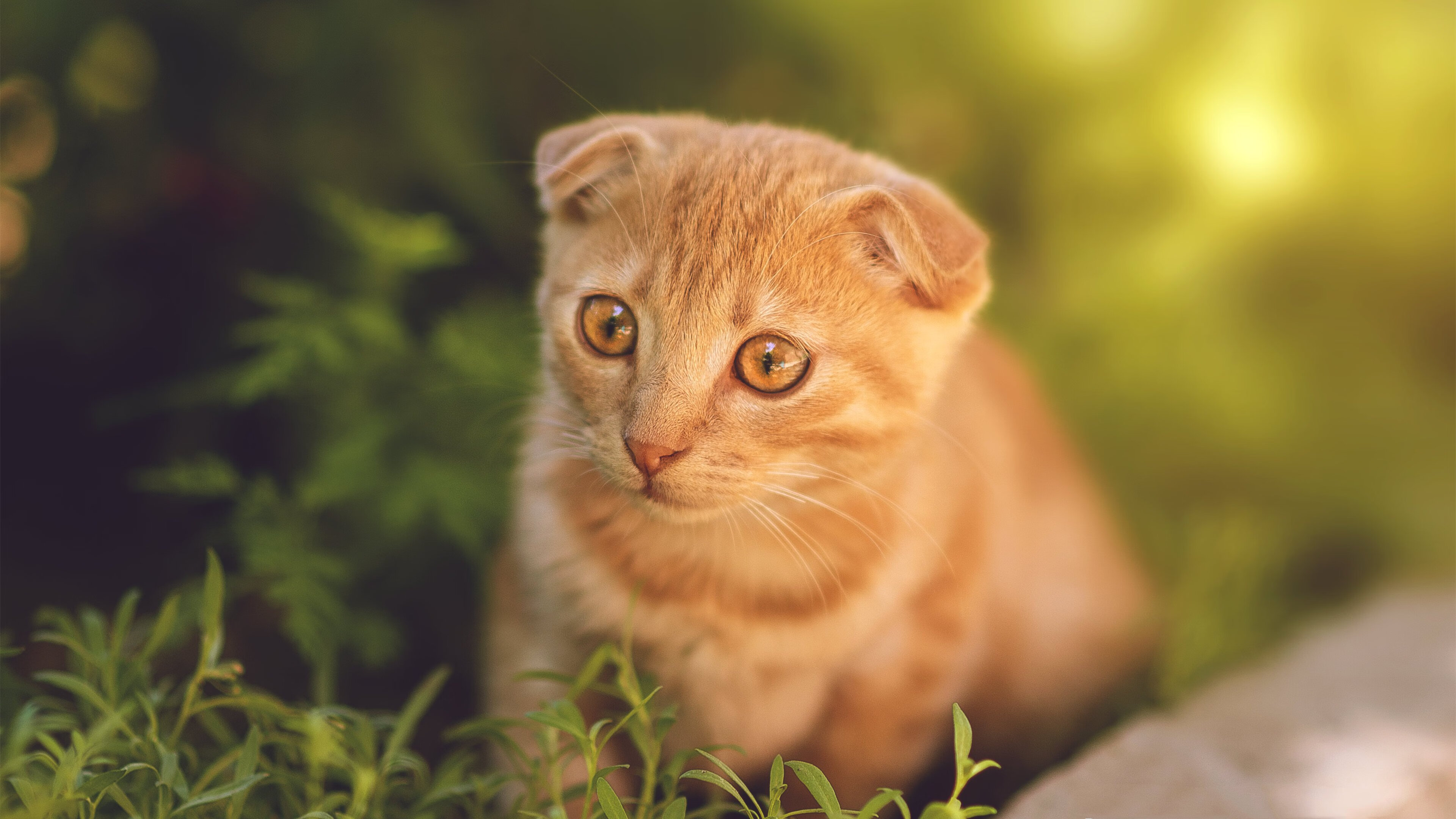 开云app安全认证-俱乐部忽视战术延续性影响阵容稳定